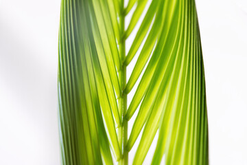 Areca palm green, fresh, leaf macro close up on white background. 