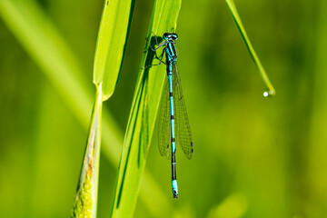 Hufeisen-Azurjungfer ( Coenagrion puella ) Männchen	