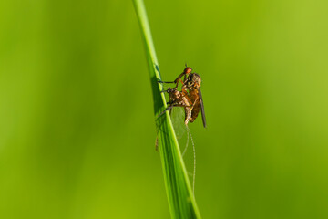 Helle Tanzfliege (Empis livida) mit gefangener Eintagsfliege	