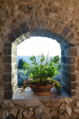 A plant on a window in a street in Caiazzo, a village in southern Italy.