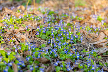 forest violets