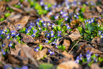 forest violets