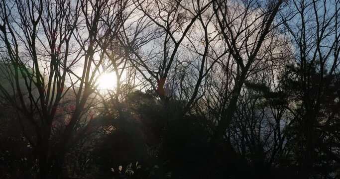 木の隙間から太陽の光が漏れている風景。