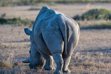 the last Rhinos in Africa are threatend with extinction