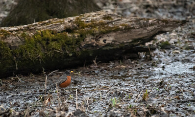 American Robin