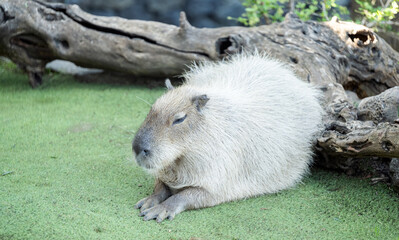 Capybara lying