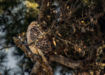 2023-12-31 A SHARP SHINNED HAWK PERCHED IN A TREE LOOKING RIGHT IN THE FRAME PERCHED IN A TREE IN LA JOLLA CALIFORNIA