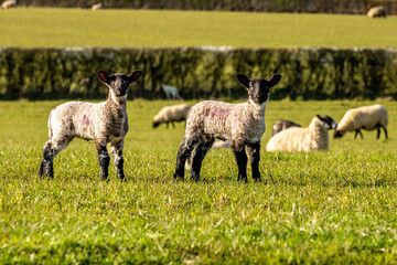 Two lambs in the Sussex countryside, both looking at the camera