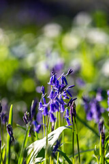 Pretty bluebell flowers in Sussex woodland, on a sunny April day