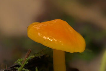 Golden waxcap mushroom