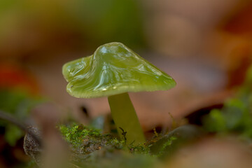 Green parrot waxcap mushroom