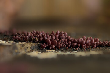 Purple jellydisc fungi