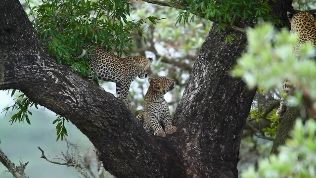 Two cute Leopard cubs in a tree in Kruger National park, South Africa ; Specie Panthera pardus family of Felidae