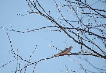 Mourning Dove