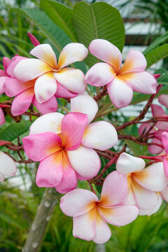 Beautiful cluster of pink and white frangipani, also known as plumeria, flowering plant renowned for its fragrant and vibrant blossoms growing in tropical climates with ample sun and warm temperatures