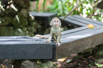 Barbados, Wildlife Reserve: portrait of a baby green monkey in the tropical garden.