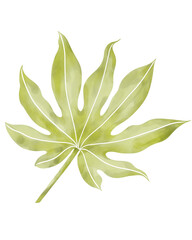 Leaf watercolor illustration