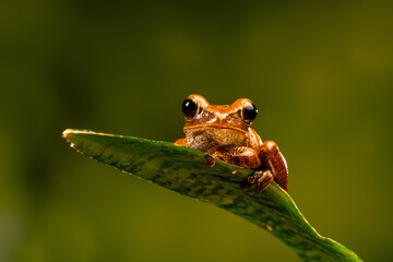 Rough Frilled Frog (Rhacophorus appendiculatus)