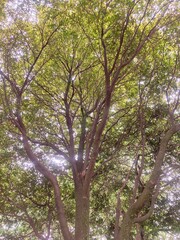 Árbol en bosque con rayos de sol entrando por la ramas