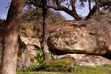 Between granite, wood and vegetation