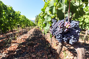 Vineyard with red wine grapes before harvest in a winery near Etna area, wine production in Sicily, Italy Europe