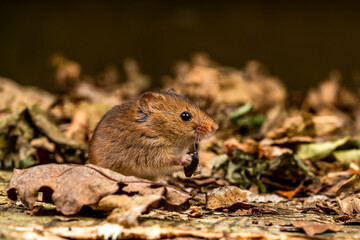 Naklejka na ściany i meble Eurasian harvest mouse (Micromys minutus)h
