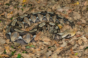 Gaboon Adder (Bitis gabonica), also called the Gaboon Viper, displaying its beautiful camouflage...