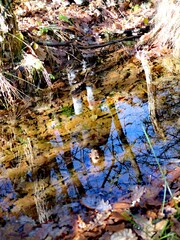 autumn leaves in the water