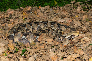 Gaboon Adder (Bitis gabonica), also called the Gaboon Viper, displaying its beautiful camouflage patterns against the dead leaves of the forest floor
