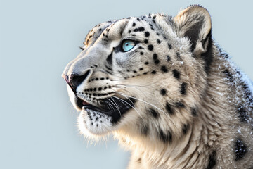 Obraz premium Snow Leopard close-up portrait on a white background