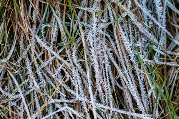 Looking down at frozen grass, on a cold winter's morning