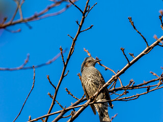 木の枝にとまるヒヨドリ