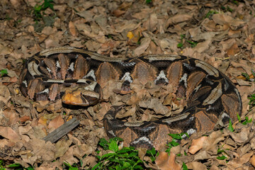The beautiful camouflage of the Gaboon Adder (Bitis gabonica), also called the Gaboon Viper, in its natural habitat 