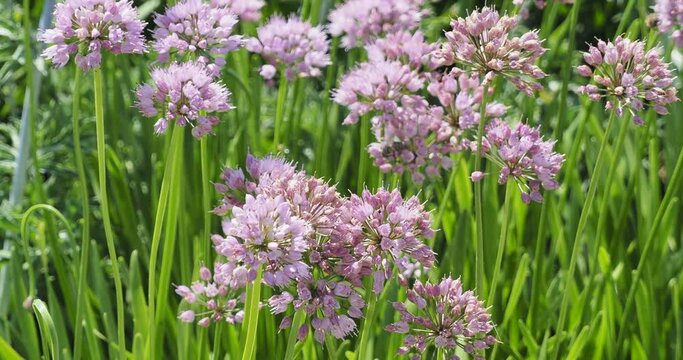German garlic or Cowlick onion (Allium senescens) Scented round flowering light pinkish-purple attracting bees atop of stems swaying gracefully in the wind
