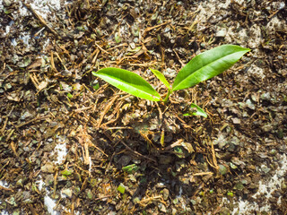 Tea leaves are drying on the sunlight. Green two Leaves and a Bud for symbolic representation of tea leaves. Lightly Oxidized Sun-Dried Black Tea, Loose Leaf.