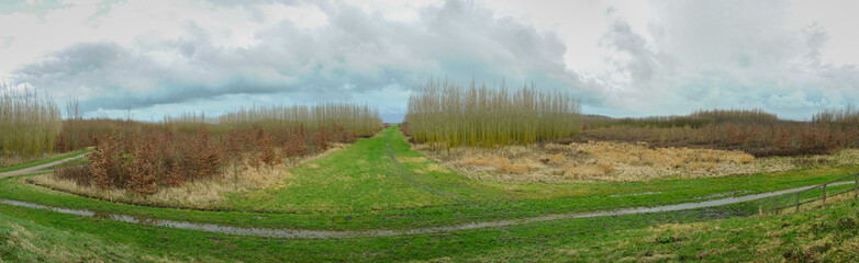 Panoramic view from a hill of a planted forest in recreational area Bentwoud in the western part of The Netherlands