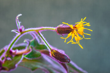 Yellow flower of a purple-green leafy Gynura plant