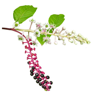 Phytolacca americana (American Pokeweed) Native North American Herbaceous Perennial Plant Isolated on White Background