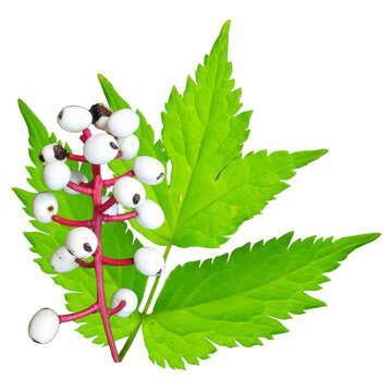 Actaea pachypoda (White Baneberry) Native North American Woodland Wildflower Isolated