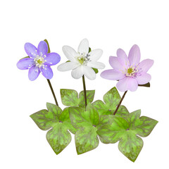 Anemone acutiloba (Sharp-lobed Hepatica) Native North American Woodland Wildflower 