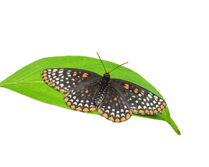 Euphydryas phaeton (Baltimore Checkerspot) North American Butterfly Isolated on White Background 