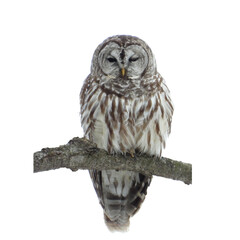 Isolated Barred Owl (Strix varia) with White Background 