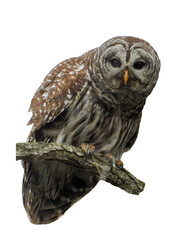 Isolated Barred Owl (Strix varia) with White Background 