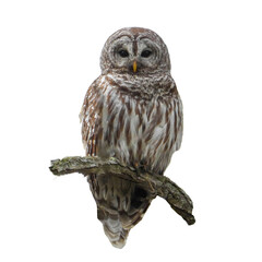 Isolated Barred Owl (Strix varia) with White Background 