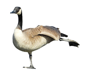 Canada Goose (Branta canadensis) North American Waterfowl Bird Isolated on White Background