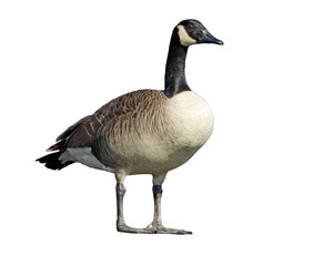 Canada Goose (Branta canadensis) North American Waterfowl Bird Isolated on White Background
