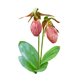 Cypripedium acaule (Pink Lady's Slipper) Native North American Orchid Wildflower Isolate on White...