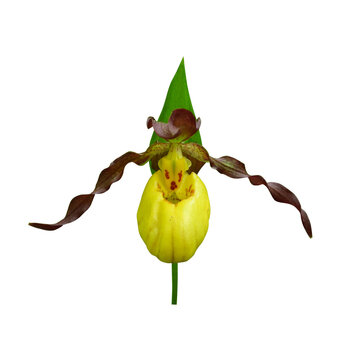recommend clip art: Cypripedium pubescens (Yellow Lady's Slipper) Native North American Orchid Wildflower Isolated on White Background