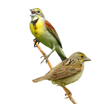 Dickcissel (Spiza americana) North American Grassland Prairie Bird Isolated on White Background 