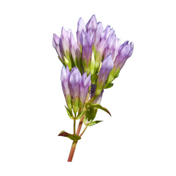 Gentianella quinquefolia (Stiff Gentian) Native North American Wildflower Isolated on White Background 